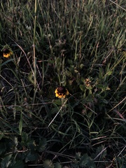 Rudbeckia amplexicaulis
