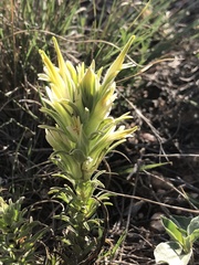 Castilleja sessiliflora
