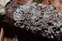 Imshaugia placorodia