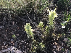 Castilleja sessiliflora