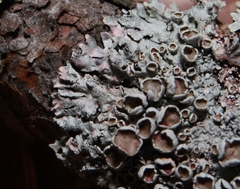 Imshaugia placorodia