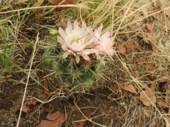 Coryphantha ottonis