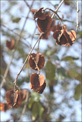 Combretum hereroense