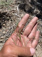 Astragalus convallarius finitimus