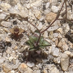 Nemacladus parikhiae