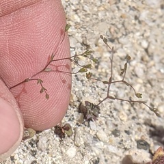 Nemacladus parikhiae