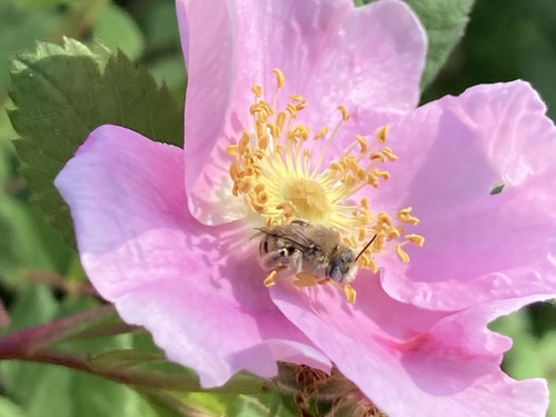 iNaturalist observation photo of Diadasia