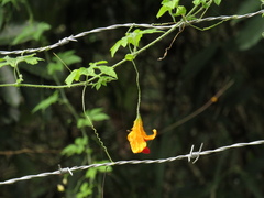 Momordica charantia