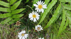 Celmisia major brevis