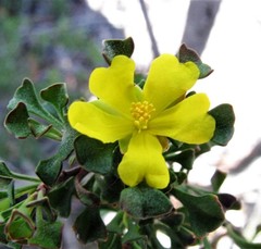 Hibbertia circumdans