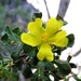 Hibbertia circumdans - Photo (c) Chris Jonkers, algunos derechos reservados (CC BY-NC), subido por Chris Jonkers