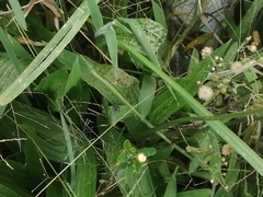Leptofreya