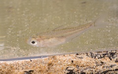 Ambassis jacksoniensis