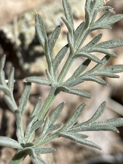Lomatium nevadense