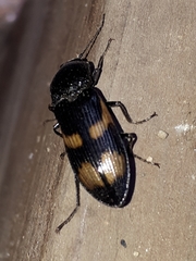 Selatosomus suckleyi