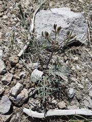 Lomatium nevadense
