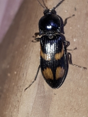 Selatosomus suckleyi