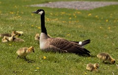 Branta canadensis