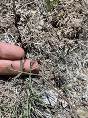 Lomatium nevadense