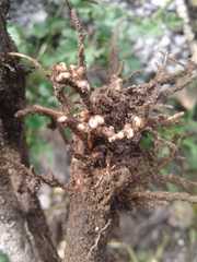 Rhizobium