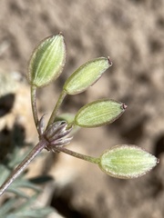 Lomatium nevadense