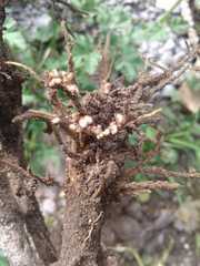 Rhizobium