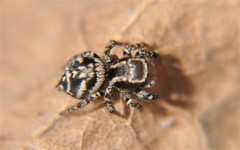 Habronattus cambridgei