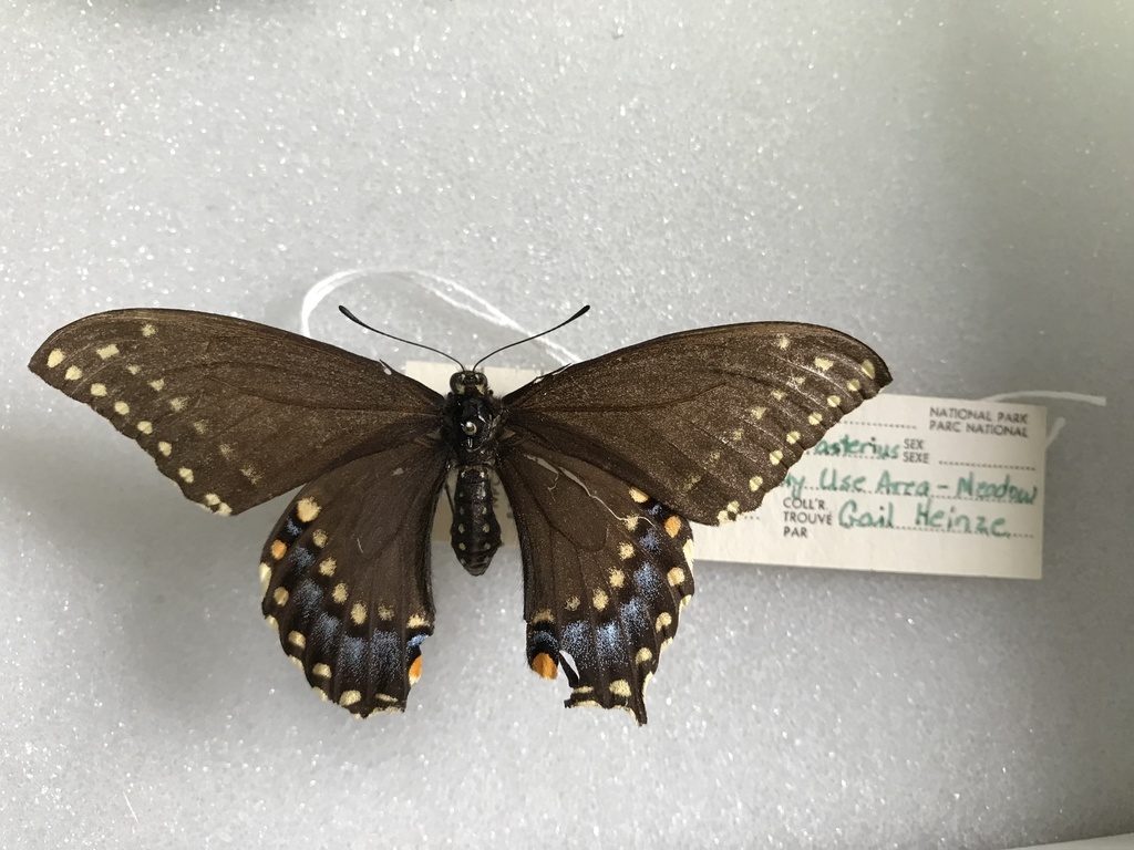Short-tailed Swallowtail