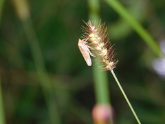 Sordana