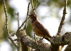 Turdus migratorius