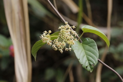 Byttneria grandifolia