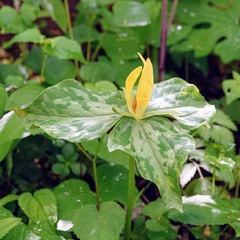 Trillium luteum