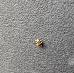 Tropidosteptes quercicola