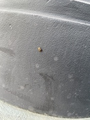 Tropidosteptes quercicola