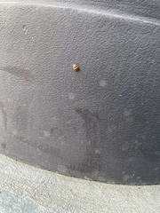 Tropidosteptes quercicola