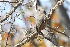 Corythaixoides concolor concolor