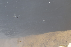 Epophthalmia elegans