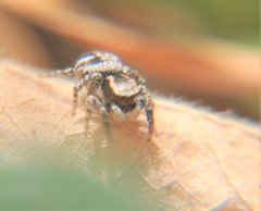 Habronattus cambridgei
