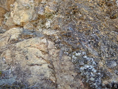 Machiloides silvestrii