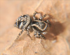 Habronattus cambridgei