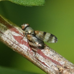 Chaetopsis massyla