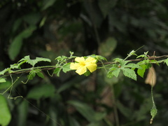 Momordica charantia