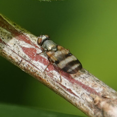 Chaetopsis massyla