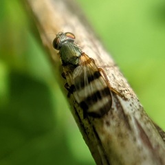 Chaetopsis massyla