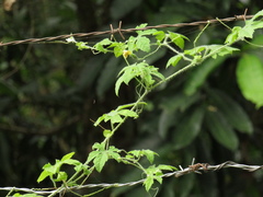 Momordica charantia