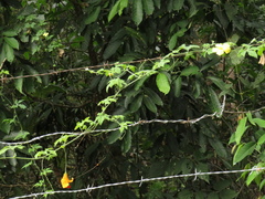 Momordica charantia