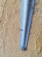 Pseudomyrmex gracilis