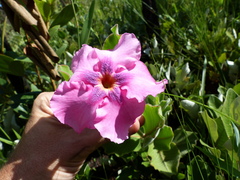 Mandevilla illustris