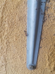 Pseudomyrmex gracilis