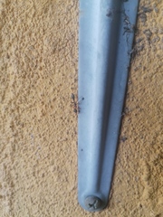 Pseudomyrmex gracilis